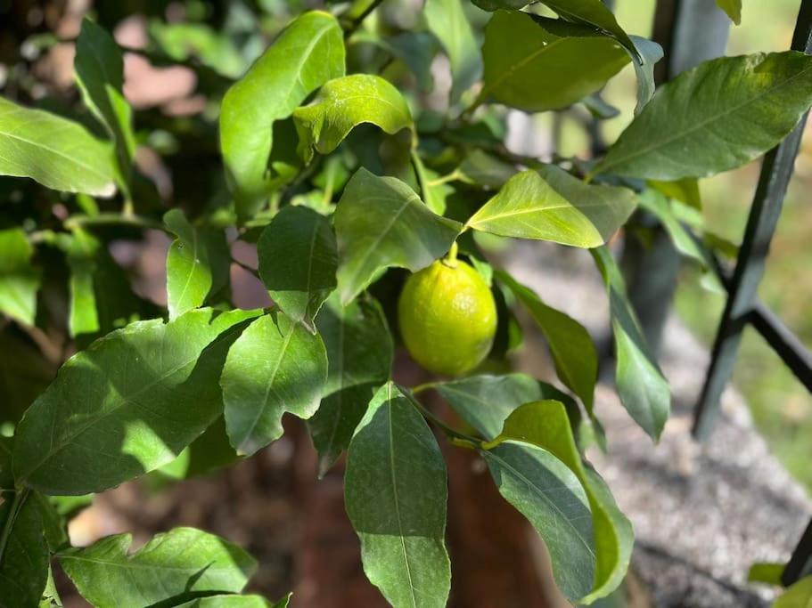 Trikala Home Εξωτερικό φωτογραφία